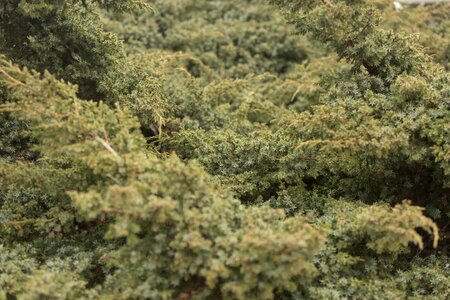 Green juniper vegetation