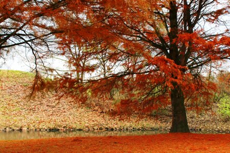 Golden autumn nature landscape