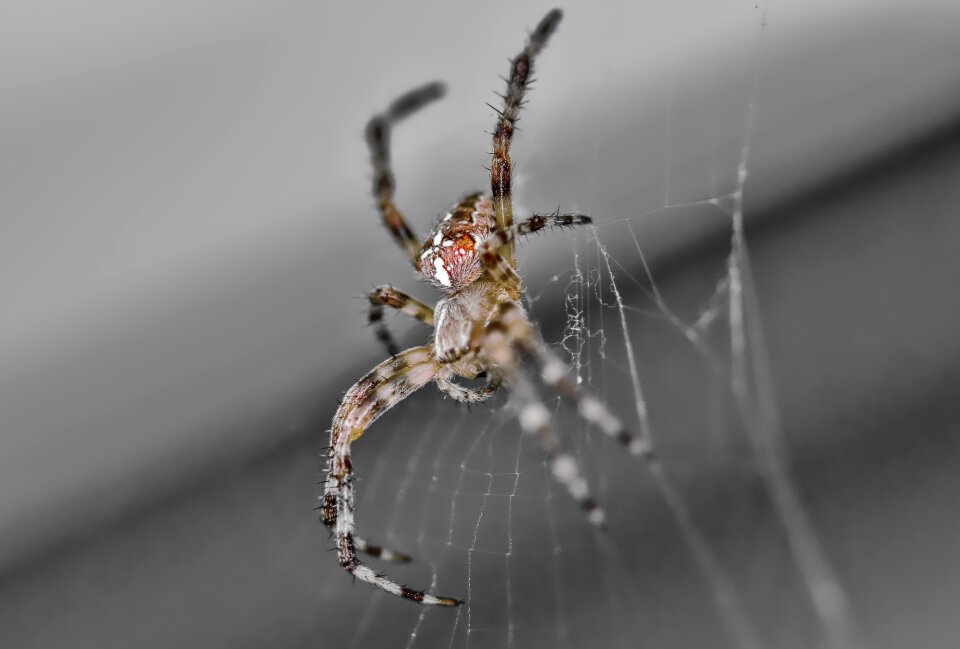 Macro web gray web
