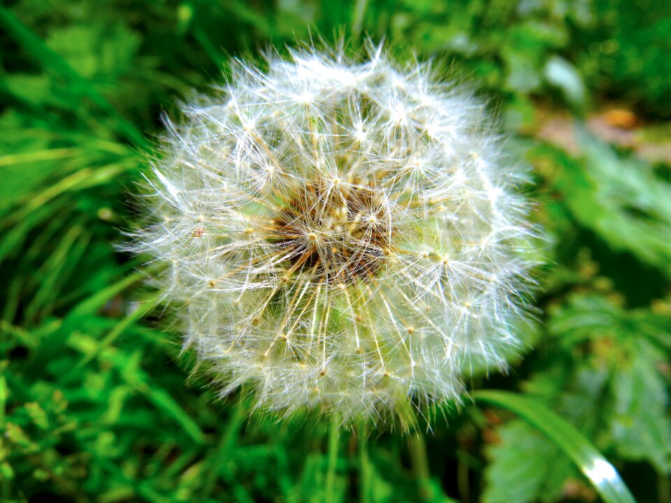 Plant close up dandelion seed head