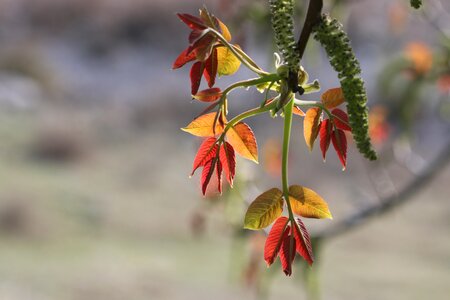 Plant flowers beautiful