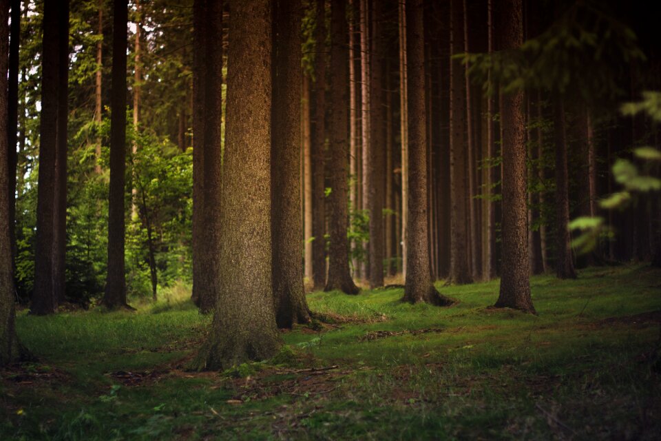 Woods nature brown nature