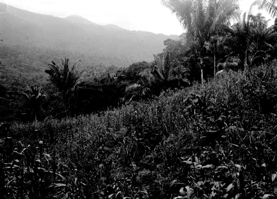 Majsodling hos bogotáindianerna. Veraguas. Panama - SMVK - 004243
