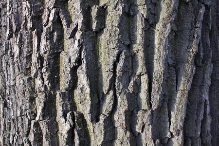Tree bark texture trees