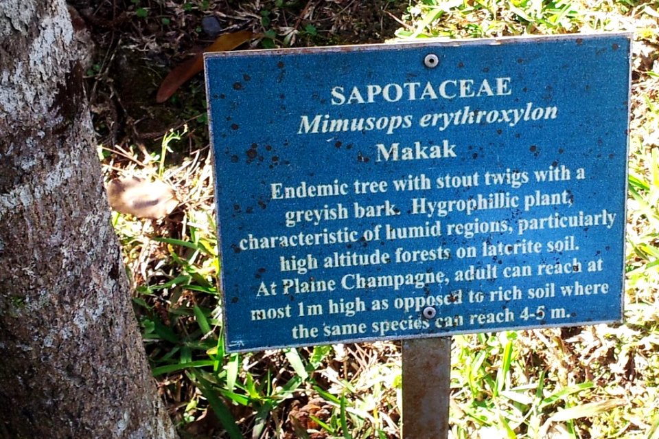 Makak tree - Mimusops erythroxylon - Monvert Arboretum 4
