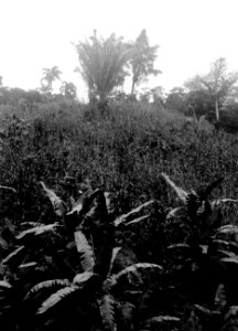 Majs- och bananodling hos bogotáindianerna. Veraguas. Panama - SMVK - 004246