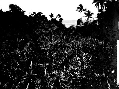 Majsodling på Viveros. Pearl Islands. Panama - SMVK - 003424