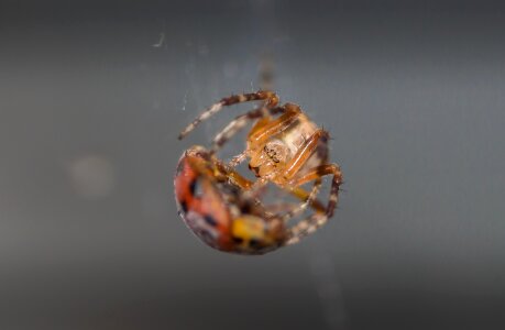 Spider ladybug macro