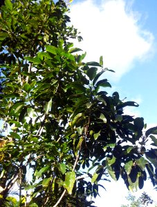 Makak tree - Mimusops erythroxylon - Monvert Arboretum 2