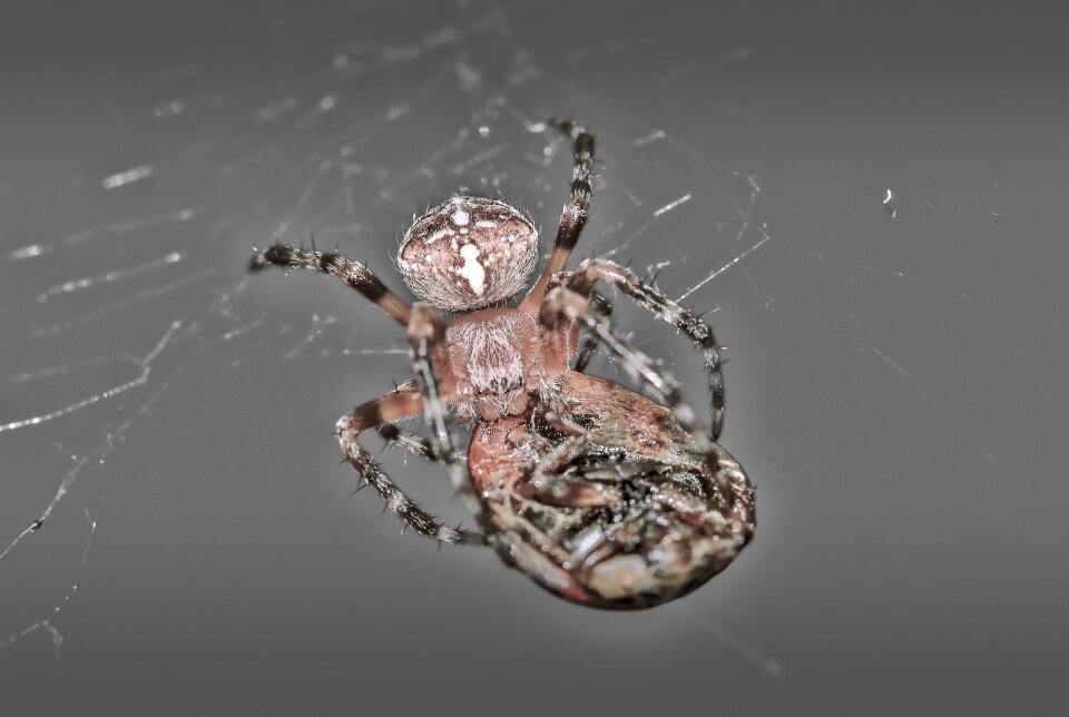 Spider ladybug macro