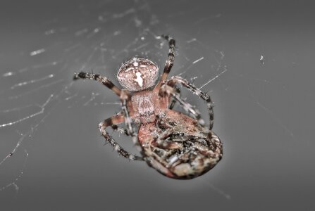 Spider ladybug macro