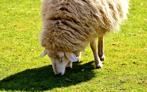 Wool meadow nature