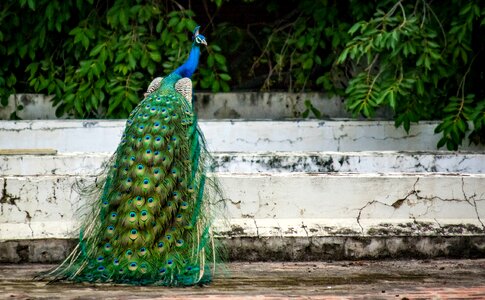 Feather peacock feather exotic