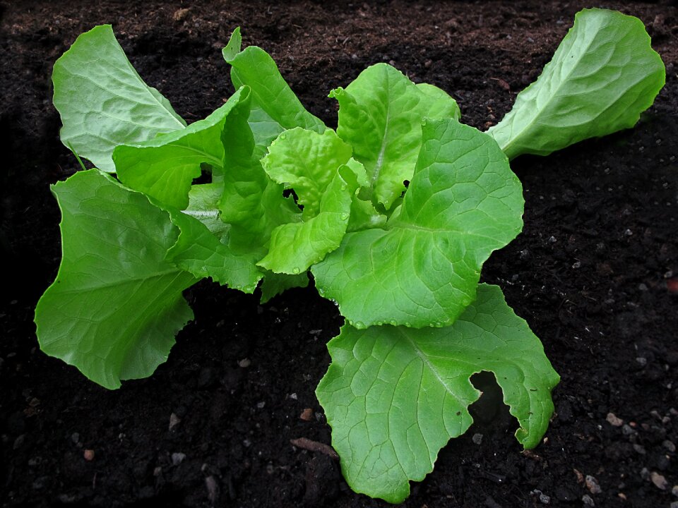 Lactuca sativa fresh greenhouse