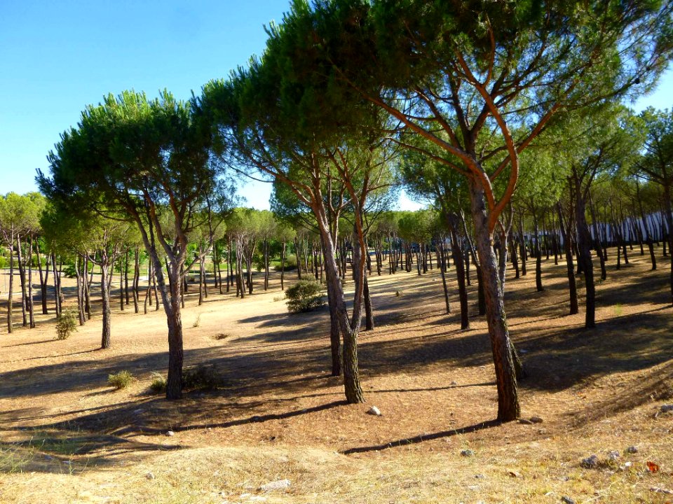 Majadahonda 02