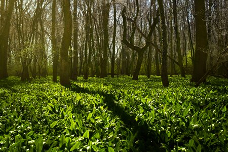 Spring nature trees