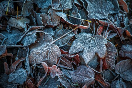 Winter blast brown leaf photo