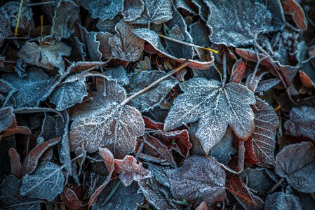 Winter blast brown leaf