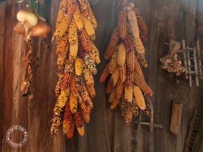 Maize (164599437)