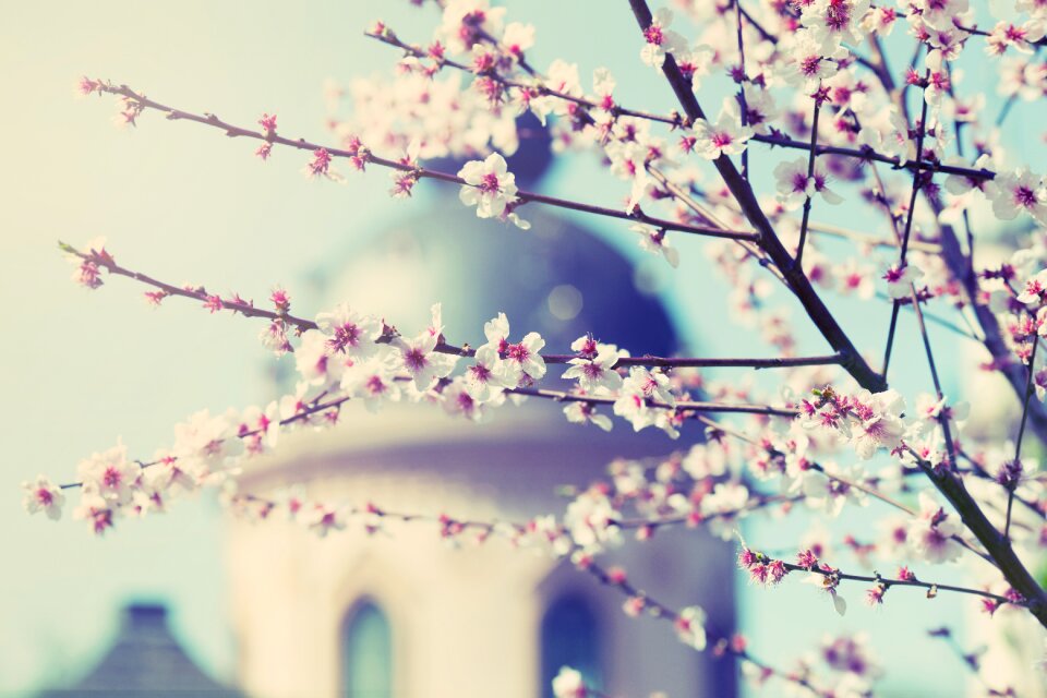 Spring blossom bloom