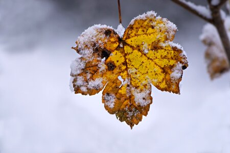 Brown yellow snow photo