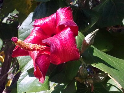 Majagua flower closeup