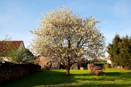 Apple blossom spring nature