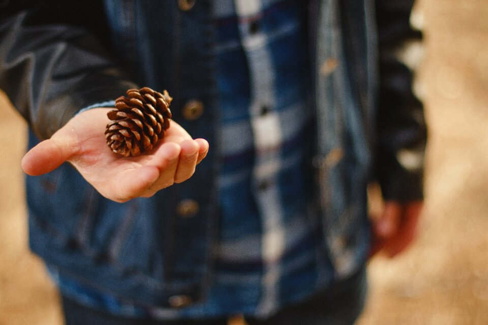Outside bokeh pinecone