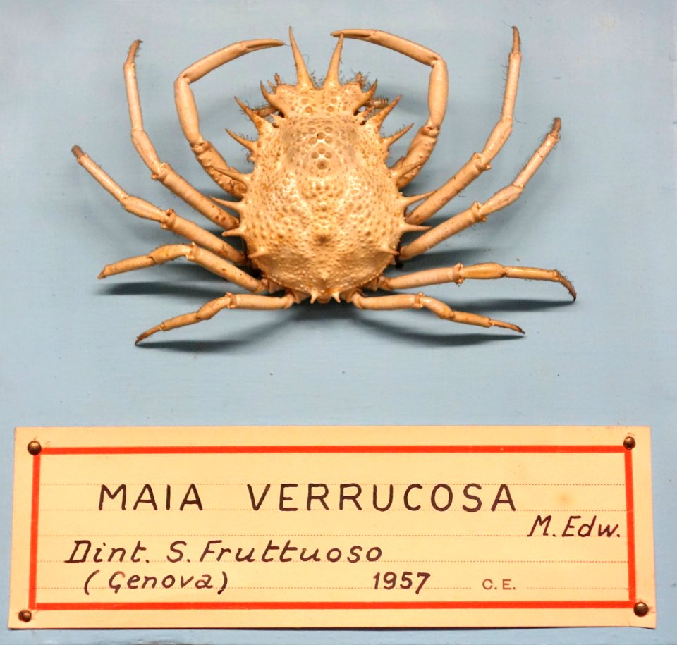 Maja crispata (Maia verrucosa) - Museo Civico di Storia Naturale Giacomo Doria - Genoa, Italy - DSC03222