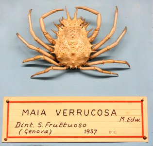 Maja crispata (Maia verrucosa) - Museo Civico di Storia Naturale Giacomo Doria - Genoa, Italy - DSC03222
