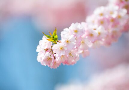 Tree spring pink