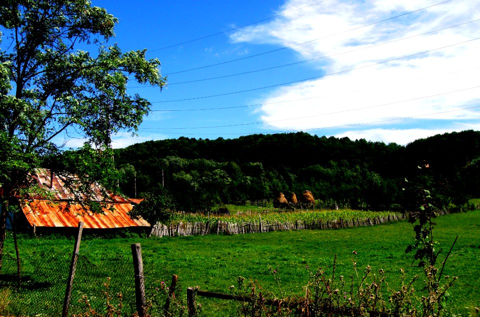 Maize field in Apa-Neagră, Padeş