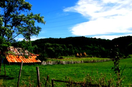 Maize field in Apa-Neagră, Padeş
