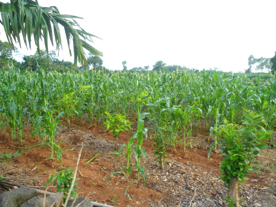 Maize in Hainan - 01