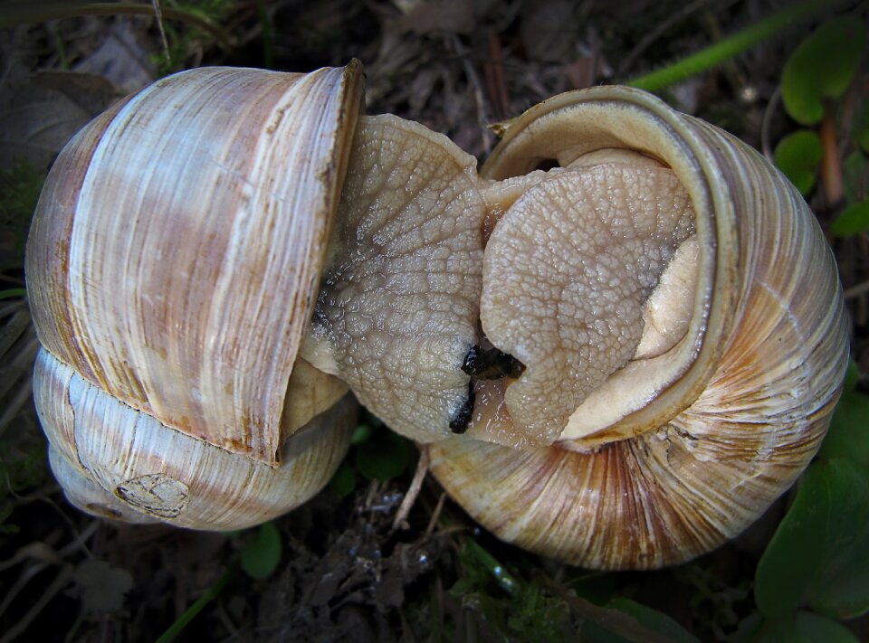 Close up snail shell lovers