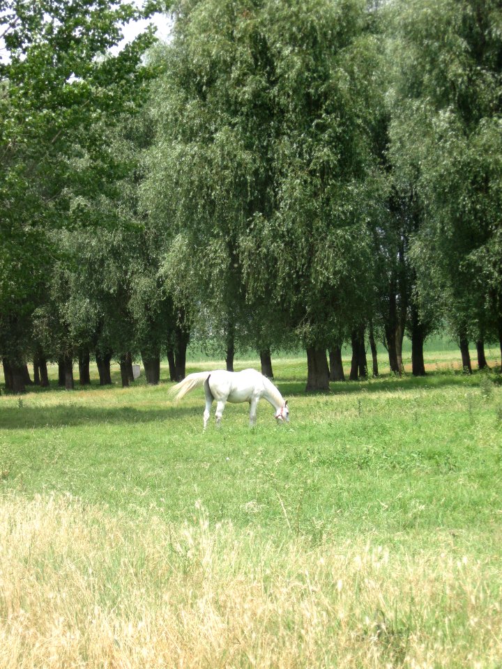 Maglavit forest 02