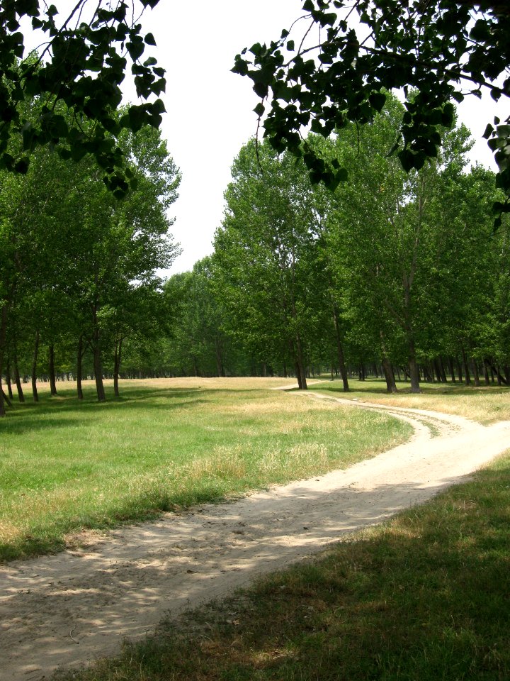 Maglavit forest 01
