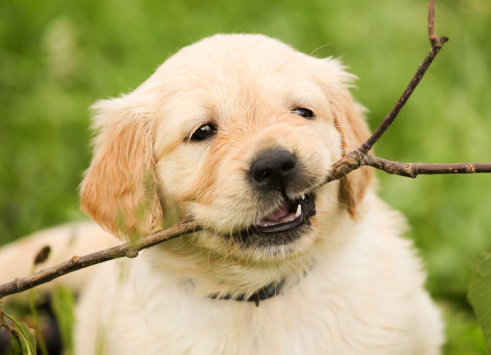 Pet purebred dog play