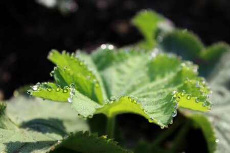 Green nature leaves