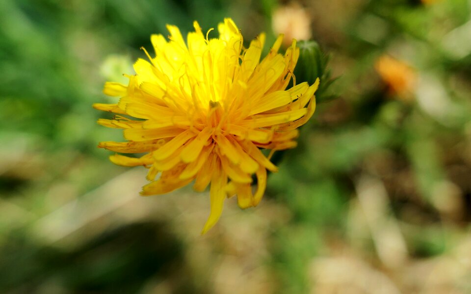 Blossom bloom plant photo