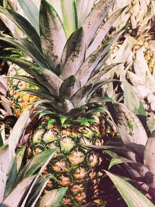 Summer vibes summertime tropical