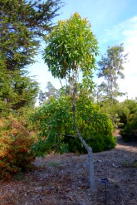 Magnolia yunnanensis - Mendocino Coast Botanical Gardens - DSC02026
