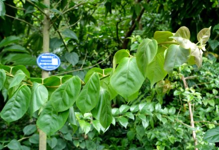 Magnolia omeiensis (Parakmeria omeiensis) - Chengdu Botanical Garden - Chengdu, China - DSC03316