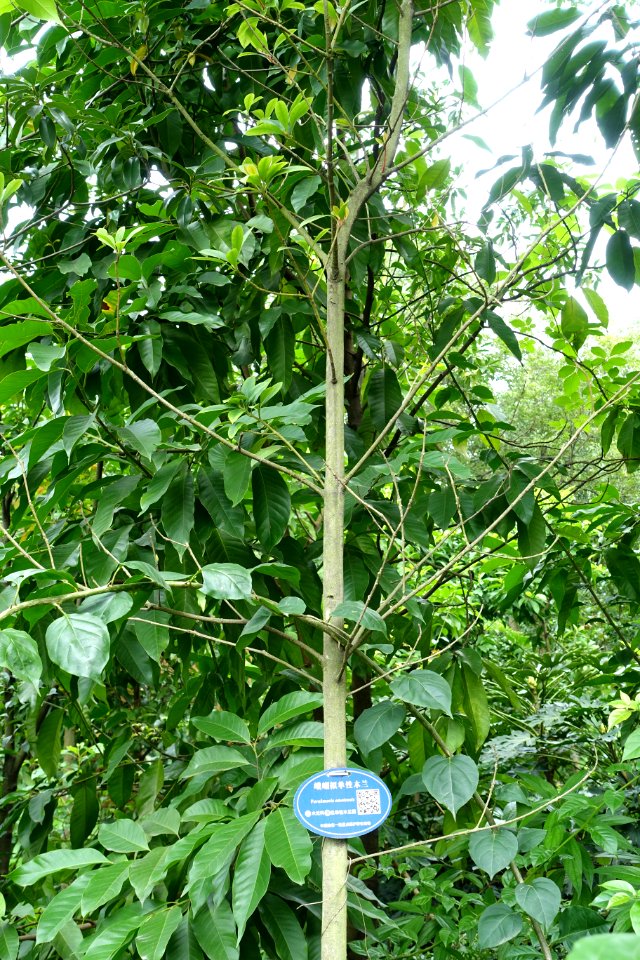 Magnolia omeiensis (Parakmeria omeiensis) - Chengdu Botanical Garden - Chengdu, China - DSC03313