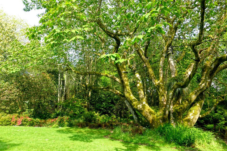 Magnolia - Trengwainton Garden - Cornwall, England - DSC02638