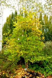 Magnolia × loebneri 'Leonard Messel' - Oregon Garden - Silverton, Oregon - DSC00128