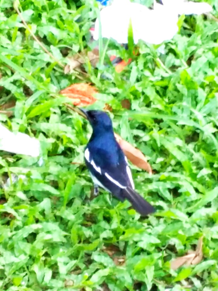 Magpie Robin in Ramna Park 
