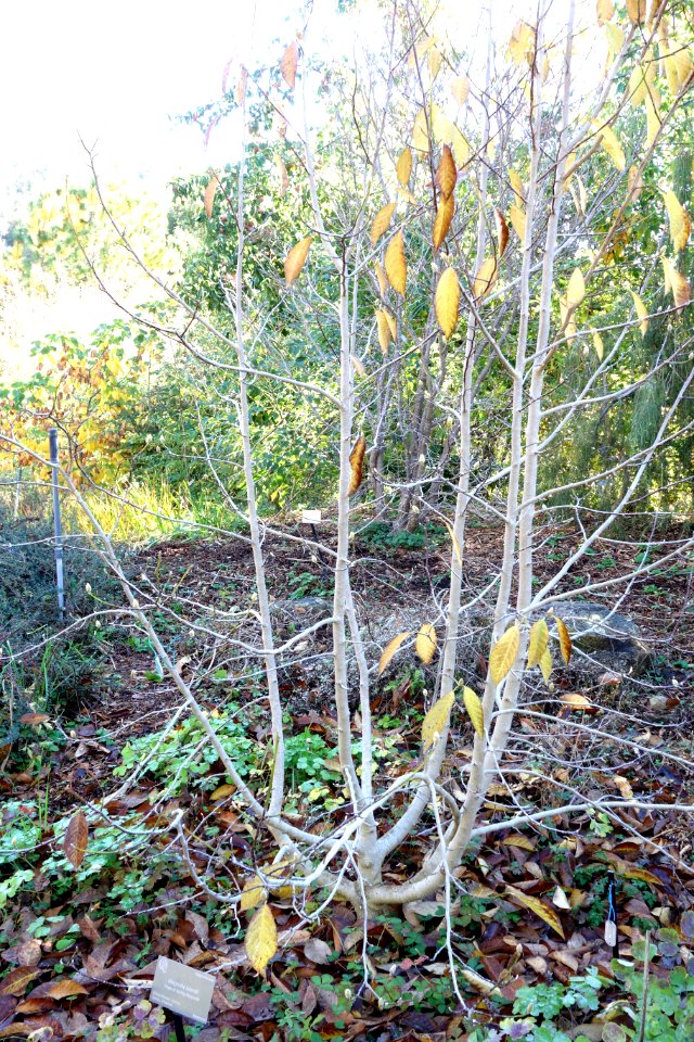 Magnolia biondii - Quarryhill Botanical Garden - DSC03294