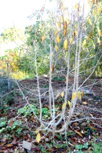 Magnolia biondii - Quarryhill Botanical Garden - DSC03294