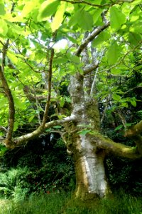 Magnolia obovata - Trewidden Garden - Cornwall, England - DSC02365